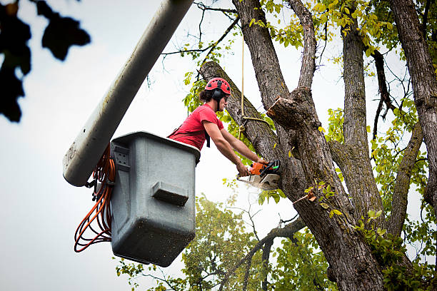 How Our Tree Care Process Works  in  Roslyn, PA